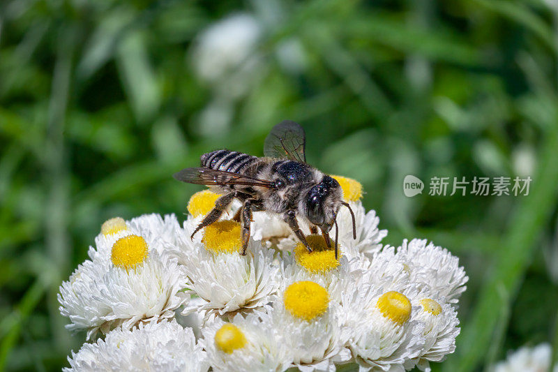 扁尾切叶蜂(Megachile Mendica)，切叶蜂。